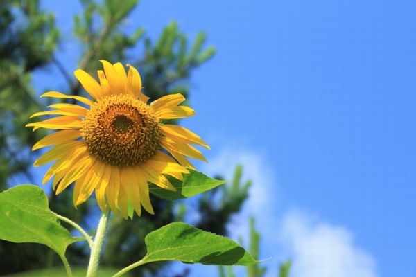冬の脱毛